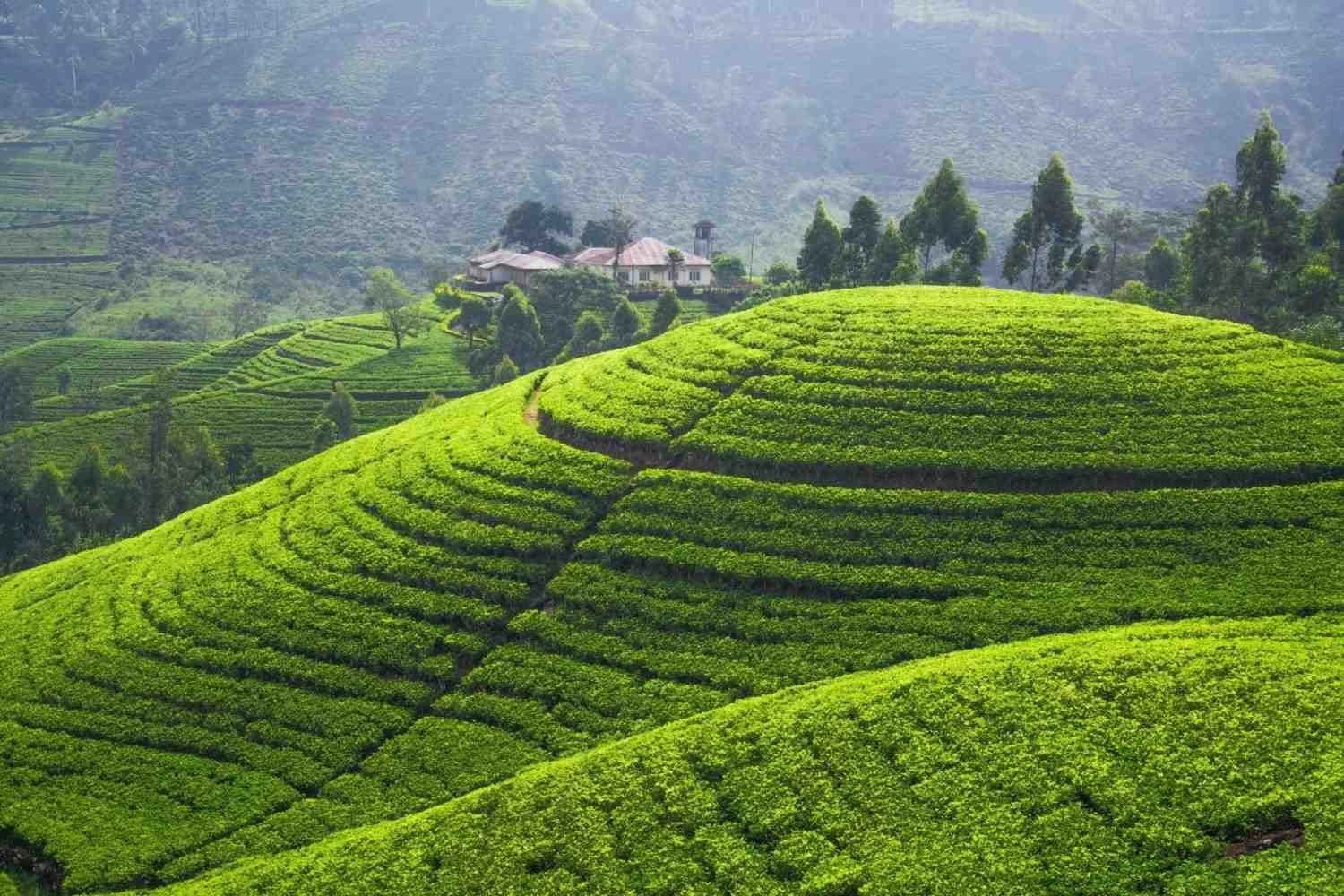 Lush green tea plantations in the hills of Sri Lanka under fog